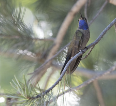 Lampornis clemenciae