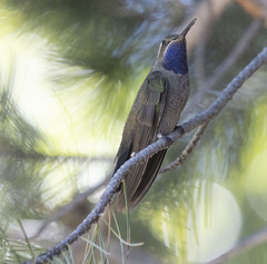 Lampornis clemenciae