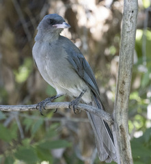Aphelocoma wollweberi