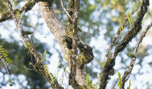 Mindanao Lorikeet (Trichoglossus johnstoniae), photo 4