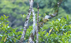 Saudareos johnstoniae