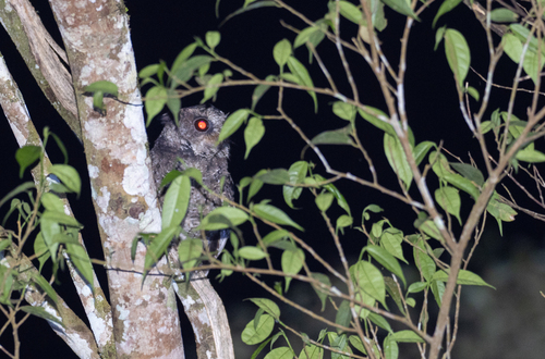 Everett's Scops Owl (Otus everetti)