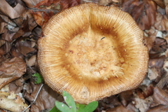 Russula foetens