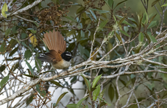 Rhipidura nigrocinnamomea