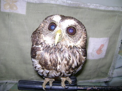 Strix virgata