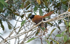 Rhipidura nigrocinnamomea