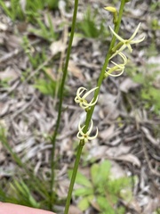 Tripterococcus brunonis