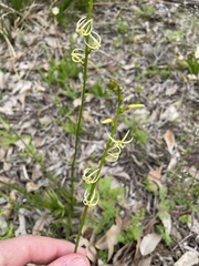 Tripterococcus brunonis