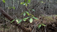 Rhododendron dauricum