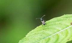 Teleopsis nitidiscutum