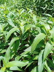 Persicaria senegalensis