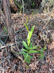 Goodenia decurrens