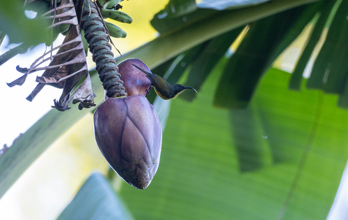 Tboli Sunbird (Aethopyga tibolii), photo 6