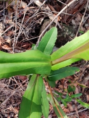 Goodenia decurrens