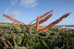 Gasteria acinacifolia