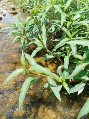Persicaria senegalensis