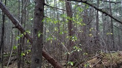 Rhododendron dauricum