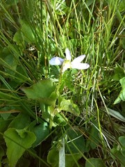 Viola canina