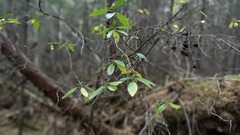 Rhododendron dauricum