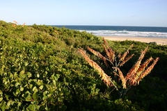 Gasteria acinacifolia