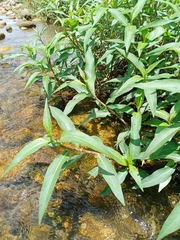 Persicaria senegalensis