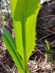 Goodenia decurrens