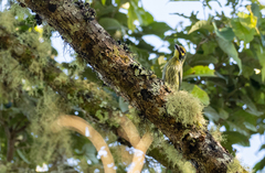 Psilopogon haemacephalus