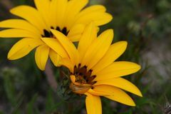 Gazania ciliaris