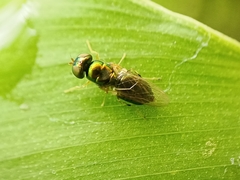 Microchrysa