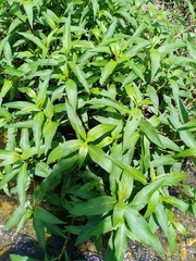 Persicaria senegalensis