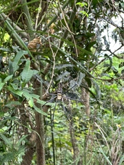 Nephila