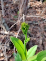 Goodenia decurrens