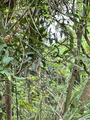 Nephila