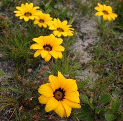 Gazania ciliaris