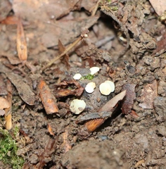 Lachnellula