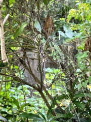 Nephila
