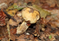 Russula ochroleuca