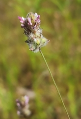 Dalea filiformis
