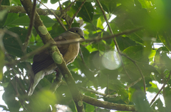 Phapitreron leucotis brevirostris