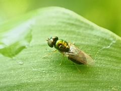 Microchrysa