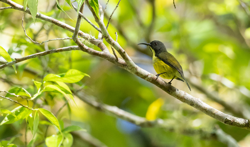 Tboli Sunbird photo