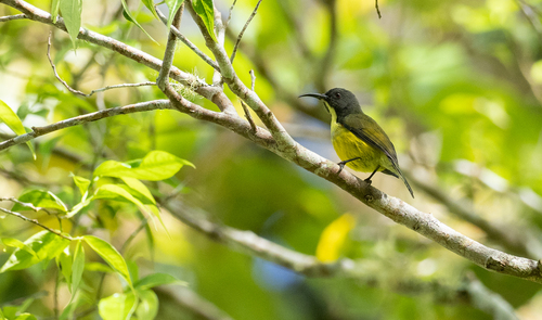 Tboli Sunbird (Aethopyga tibolii)