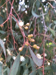 Eucalyptus melliodora