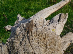 Pogona barbata