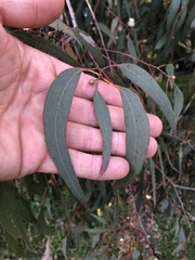 Eucalyptus melliodora