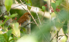 Hypocryptadius cinnamomeus