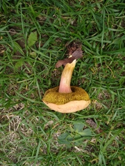 Xerocomus chrysonemus