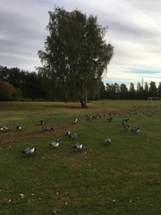 Branta leucopsis