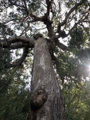 Eucalyptus melliodora