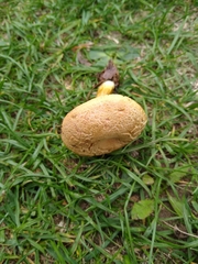 Xerocomus chrysonemus